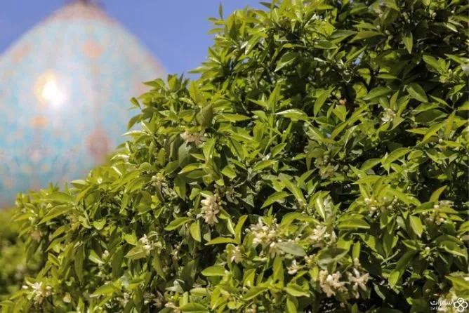 أزهار النّارنج العطرة في شیراز .jpg أزهار النّارنج العطرة في شیراز .jpg