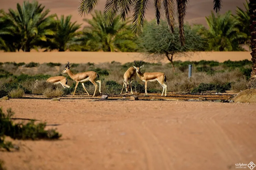 جمال الحیوانات البریة في محمیة دبي الصحراویة .jpg