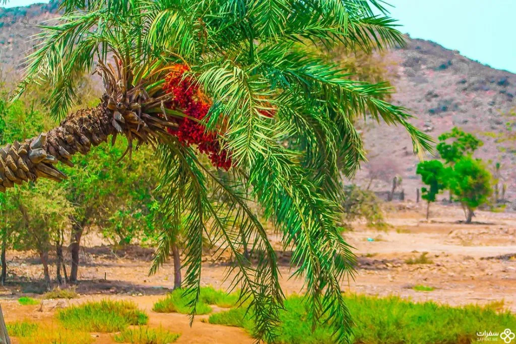 جمال الطبیعة في خورفکان.jpg