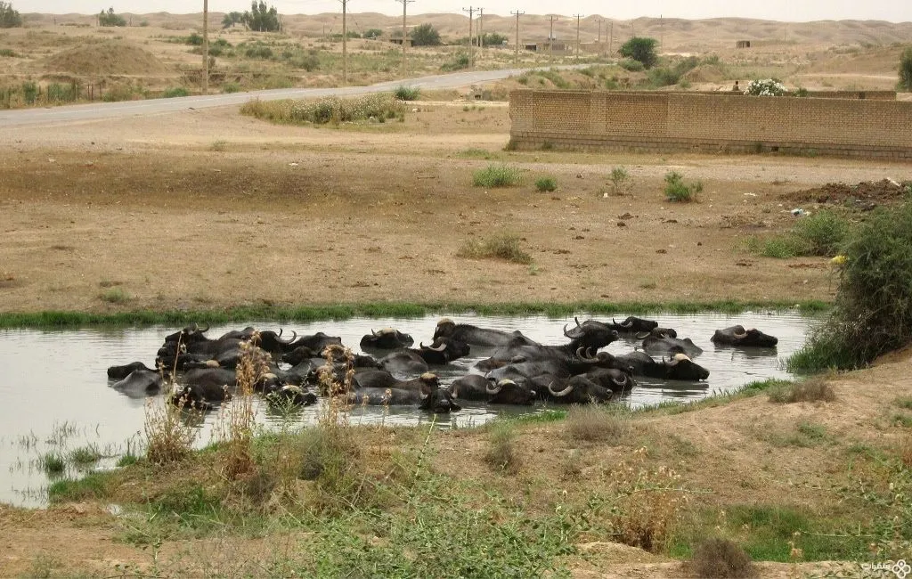 جوامیس المیاه علی القرب من منطقة جغازنبیل الأثریّة .jpg