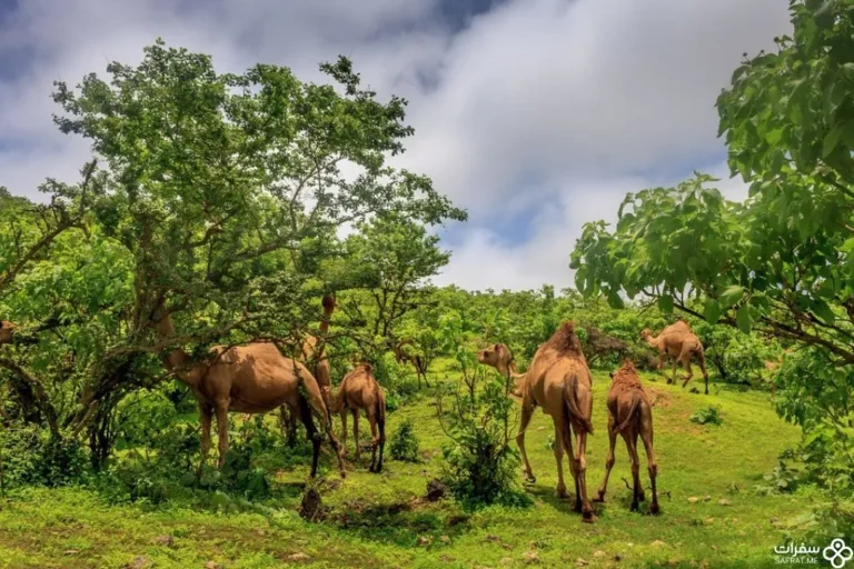 خریف صلالة .jpg
