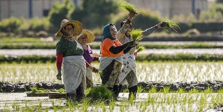 زراعة الأرز في مدن شمال إیران .jpg زراعة الأرز في مدن شمال إیران .jpg