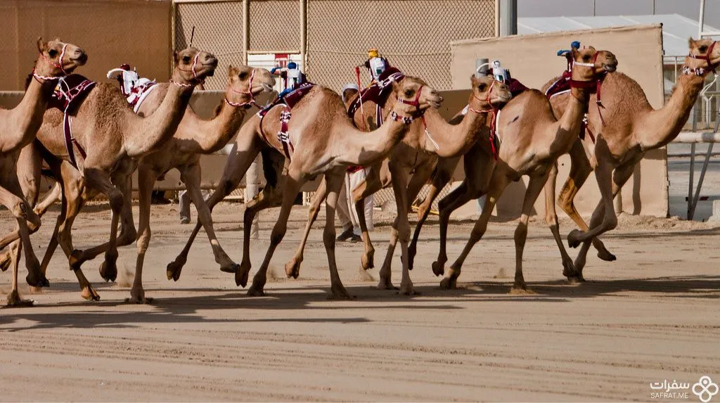 سباق الجمال 1 1.jpg