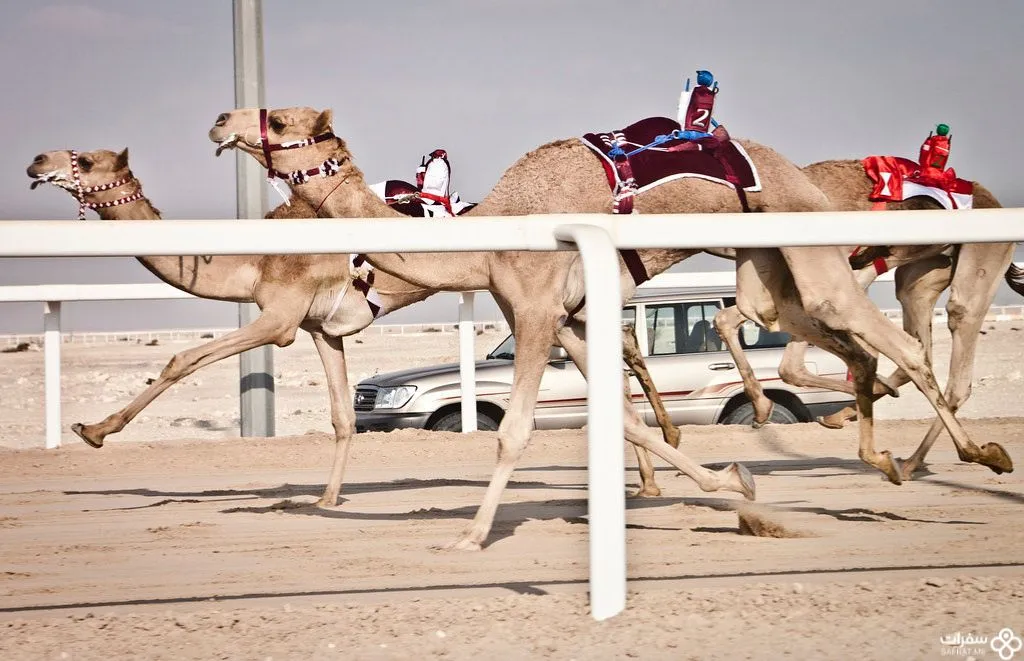 سباقات الهجن .jpg