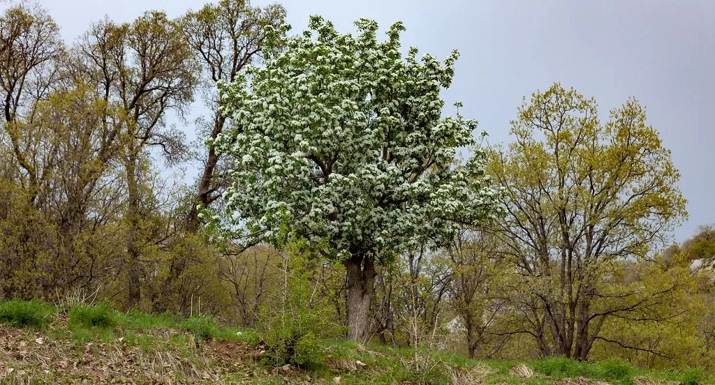 غابات سفوح زاغروس 1.jpg