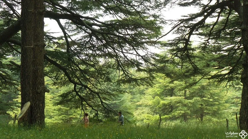 غابة أرز الرب، لبنان .jpg