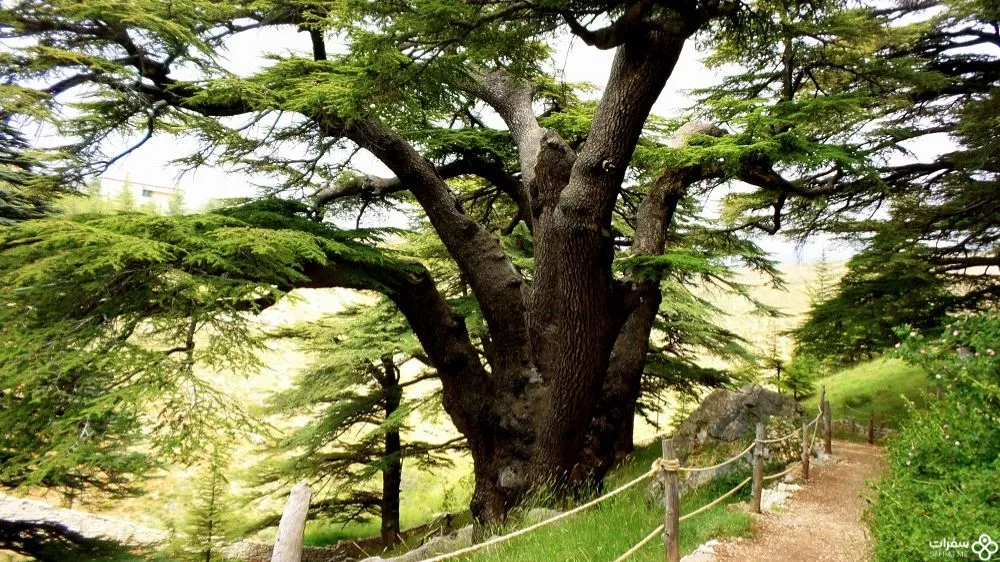 غابة أرز الزب.jpg