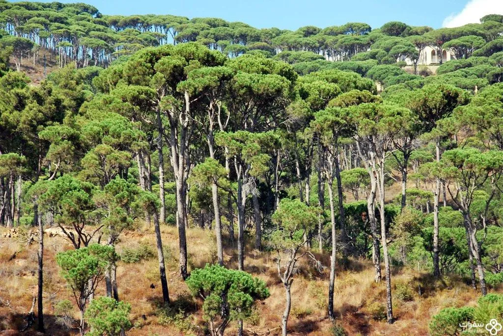 غابة بکاسین .jpg