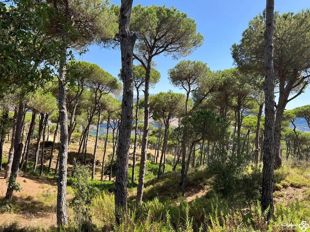 غابة بکاسین في لبنان.jpg