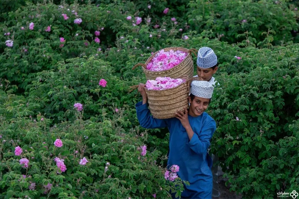 قطف الورود لأخذ ماءها في الجبل الأخضر.jpg
