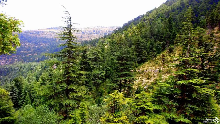 محمیّة حرش إهدن، لبنان 2.jpg